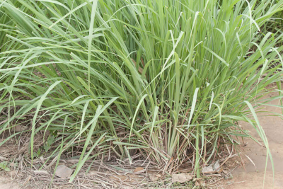 सल्टियो विवाद, ३५ बिगाहा क्षेत्रफलमा लेमन ग्रास रोपिंदै