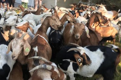 भारतबाट अवैधरुपमा ल्याइएका लाखौं रुपैयाँका खसीसहित दुई व्यक्ति समातिए