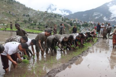 मुगुमा ५० प्रतिशत धान रोपाइँ सकियो