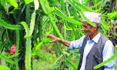 ड्रागन खेतीमा रमाउँदै पूर्व शिक्षक अर्याल