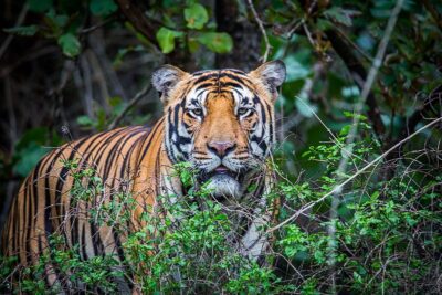 बाघलाई अझै नियन्त्रणमा लिन सकिएन