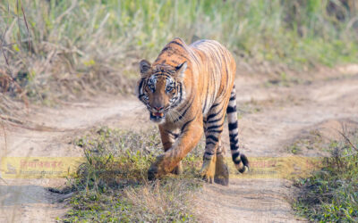 चितवन निकुञ्जमा बाघ राख्न ठाउँ अभाव, बर्दिया पठाइयो