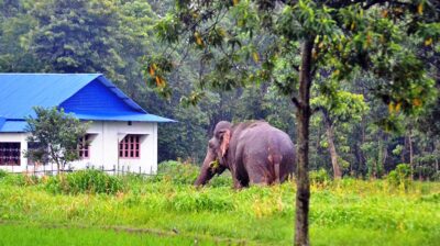 जङ्गली हात्तीबाट बाली जोगाउनै मुस्किल