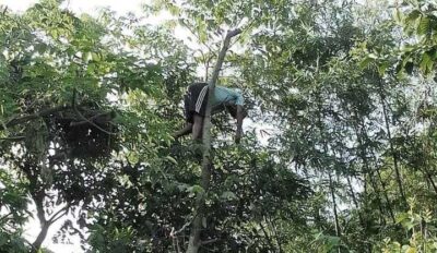 घाँस झार्न चढेका बेला रुखमै मृत्यु
