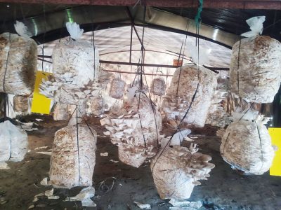 पढ्दै कमाउँदै कार्यक्रम : मंगला माध्यमिक विद्यालय परिसरमै च्याउ र तरकारी खेती