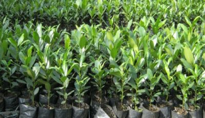 सर्लाहीका ९१ निजी वनमा २६ प्रजातिका बोटबिरुवा