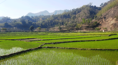 सर्लाहीमा बढ्न सकेन चैते धानखेती