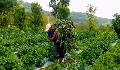 हावाहुरीले फल्न लागेको अकवरे खुर्सानीमा ठूलो क्षति, कृषक चिन्तित