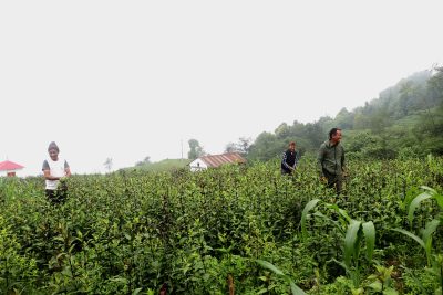 व्यवसायिक चिराइतोखेतीबाट १२ लाखसम्म आम्दानी