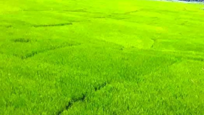 धानबालीको प्रवर्द्धन गर्न सरकारले उच्च प्राथमिकता दिएको छ : मन्त्री अधिकारी