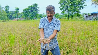 ‘नेक ब्लास्ट’ रोगले बोटमै सुक्यो धान, कृषक चिन्तित