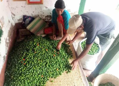 व्यावसायिक अकबरे खुसार्नी खेती आम्दानीको राम्रो स्रोत