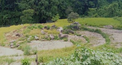 बाढी खेतमा पस्दा बर्खे धानबालीमा क्षति