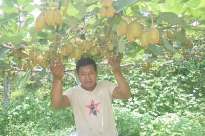 किवीखेतीबाट गाउँमै भविष्य खोज्दै युवा