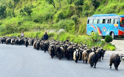 दशैंका लागि ल्याइए हिमाली च्याङ्ग्रा पहाड र तराईका मुख्य बजारमा