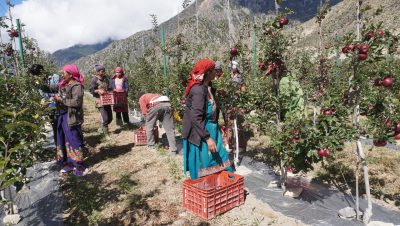 मुस्ताङमा हाइब्रिड स्याउ उत्पादनमा १० प्रतिशतले वृद्धि