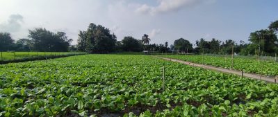 दैनिक पाँच क्विन्टल बैमौसमी रायोको साग उत्पादन