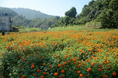 सयपत्री फुलले राम्रो मूल्य पाएपछि किसान खुसी