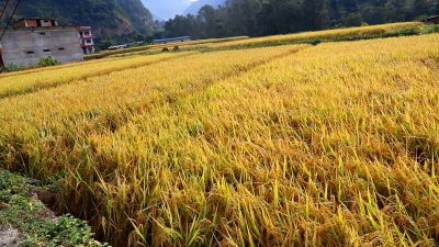 समयमा वर्षा हुँदा बागलुङमा धान उत्पादनमा बढ्यो
