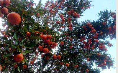 सुन्तला खेतीले फेरिँदै भोजपुरका किसानको जीवनस्तर