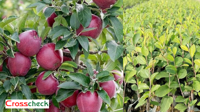 मुस्ताङको बागवानीमा ‘हाईब्रिड’ स्याउका बिरुवा उत्पादन गर्न सुरु