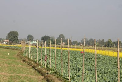 वैदेशिक रोजगारीबाट रित्तै फर्किएका दुई व्यक्ति बने सफल कृषि व्यवसायी