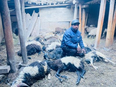 हिउँ चितुवाको आक्रमणबाट १९ भेडा मरे