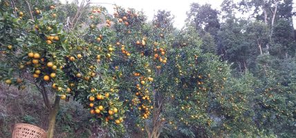 अर्बकुना सुन्तला उत्पादन कृषक समूहद्वारा ८७ लाखको सुन्तला बिक्री