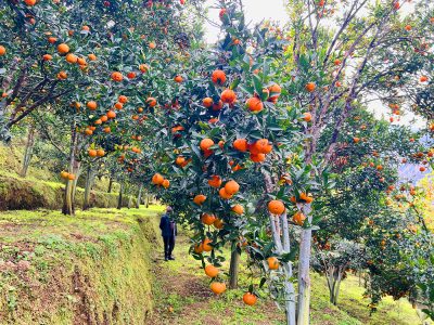 बागलुङमा झण्डै २७ करोडको सुन्तला उत्पादन