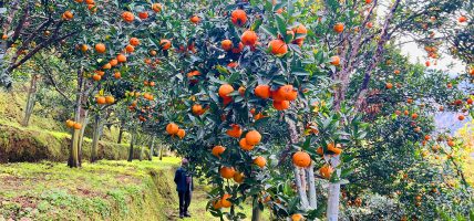 बागलुङमा झण्डै २७ करोडको सुन्तला उत्पादन