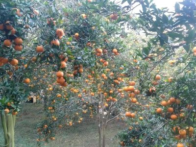 भीरकोटका सुन्तला दश करोड बढीमा बिक्री