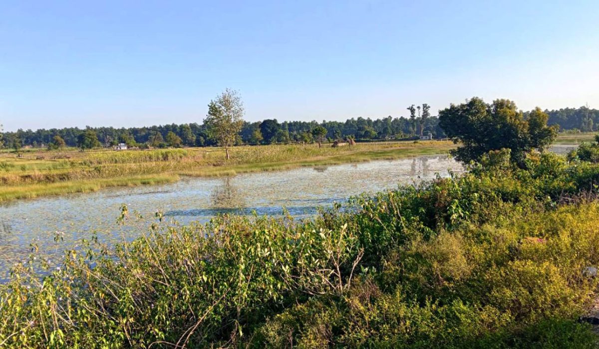 अतिक्रमणको चपेटा : बाइस बिघाको गडबिजुला ताल पाँच बिघामा खुम्चियो
