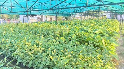 हरियाली बन्दै बाँके, बिरुवा वितरण र उत्पादनमा जोड   