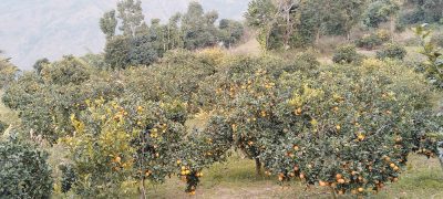 राम्रो भाउ पाएपछि बिक्री गर्ने आशामा बोटमै जुनार