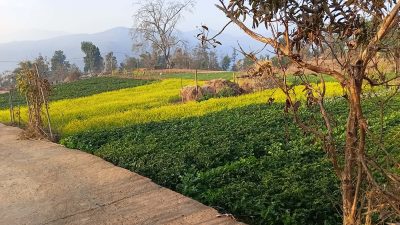 नगदेबालीतर्फ किसानको आकर्षण बढ्दो