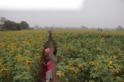 भरतपुर महानगरपालिकामा सूर्यमुखी बगानले बढायो कृषि पर्यटन