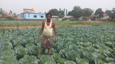 तरकारी उत्पादनबाट उल्लेख्य आम्दानी लिंदै बाह्रदशीको राधानगर गाउँ