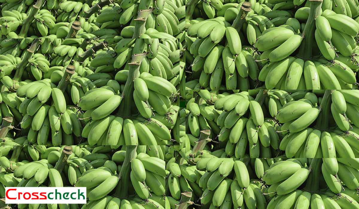 विलबिजक नभएको काँचो केरा सहितचार जना नियन्त्रणमा पक्राउ