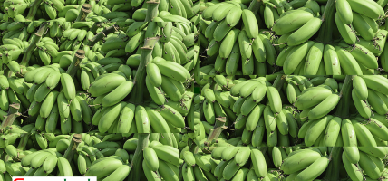 विलबिजक नभएको काँचो केरा सहितचार जना नियन्त्रणमा पक्राउ