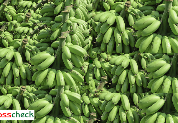 विलबिजक नभएको काँचो केरा सहितचार जना नियन्त्रणमा पक्राउ