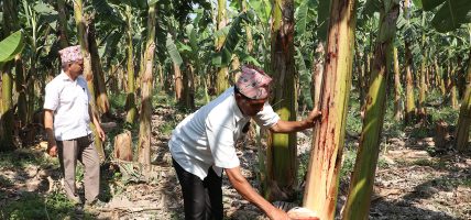 केरा उत्पादक किसानको गुनासो : उचित मूल्य पाइएन