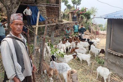 दुई वटा बाख्राबाट सुरु गरेको फार्मबाट वार्षिक लाखौँ आम्दानी