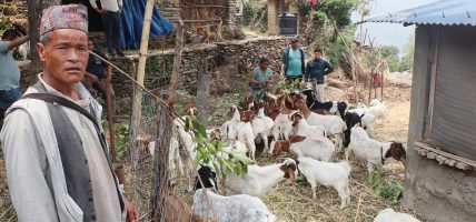 दुई वटा बाख्राबाट सुरु गरेको फार्मबाट वार्षिक लाखौँ आम्दानी