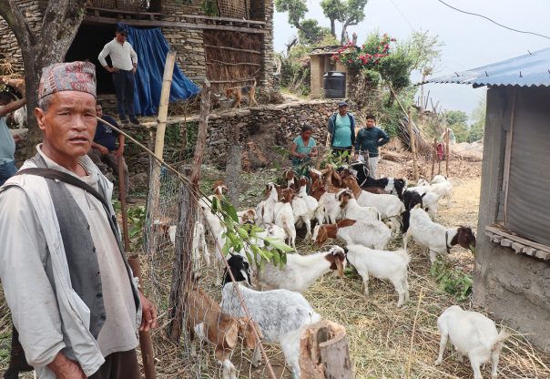 दुई वटा बाख्राबाट सुरु गरेको फार्मबाट वार्षिक लाखौँ आम्दानी