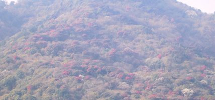 पदयात्रामा निस्किएका पर्यटकलाई ढकमक्क लालिगुराँसको मनोरम दृश्यले लोभ्याउँदै