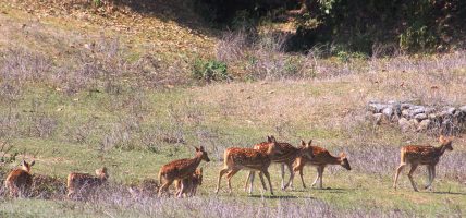 प्रकृतिको अनुपम सौन्दर्यले भरिपूर्ण नागेश्वर सामुदायिक वन