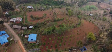 हतुवागढी गाउँपालिका लुङ्गिनका किसान व्यावसायिक सुन्तला खेतीमा आकर्षित