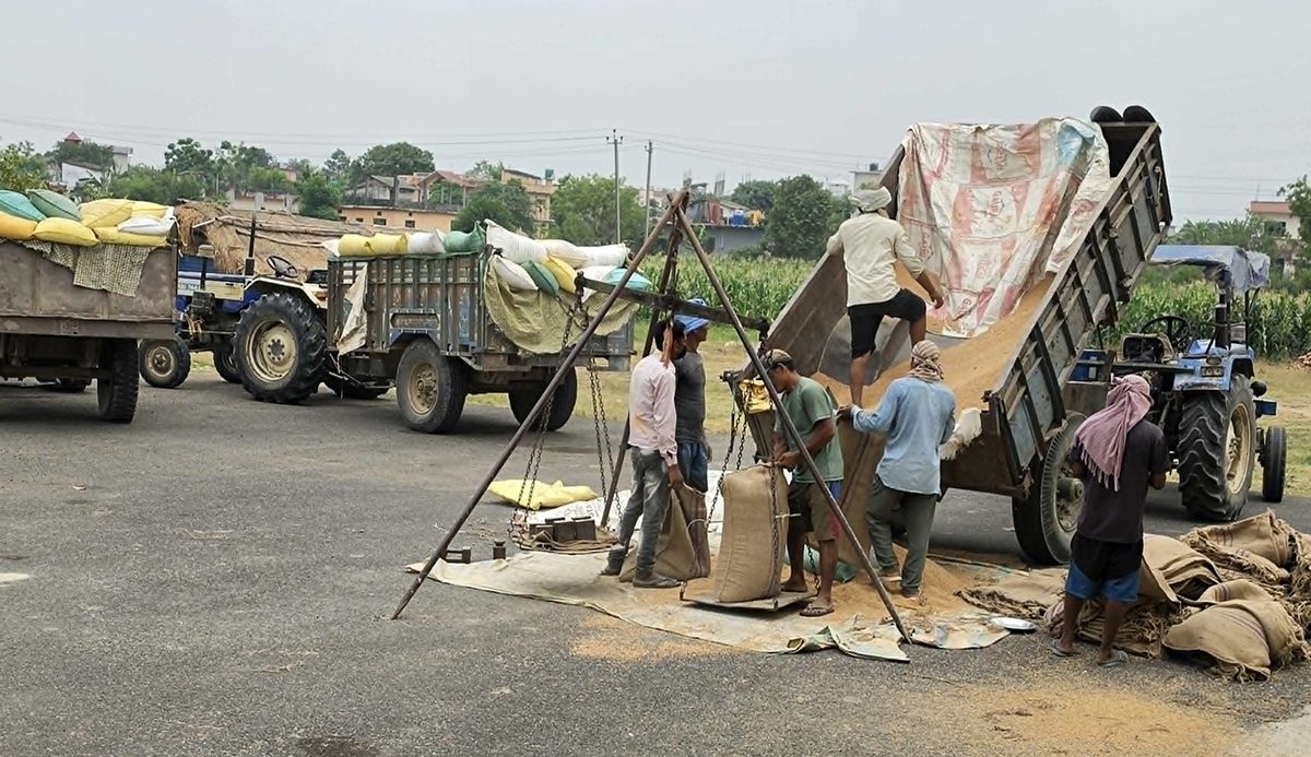 समर्थन मूल्यभन्दा बढीमा गहुँ बेच्न पाउँदा किसान खुसी