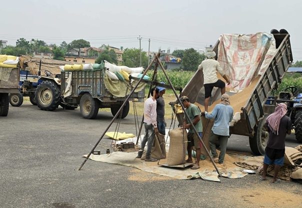 समर्थन मूल्यभन्दा बढीमा गहुँ बेच्न पाउँदा किसान खुसी