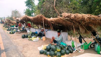 मुक्तकमैयाले खरबुजा खेतीको लागि बगरमा खन्याएको पसिना बन्यो आम्दानीको स्रोत